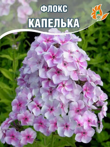 Флокс Капелька Флокс Капелька