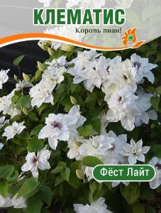Клематис Фёст Лайт