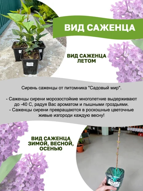 Сирень Катюша (обыкновенная) саженцы 