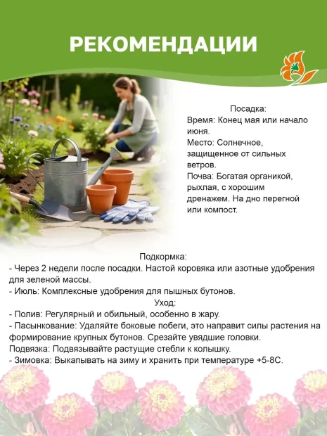 Георгин Микс Пепперминт (кактусовидный) 