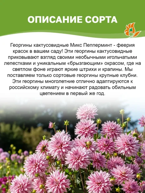 Георгин Микс Пепперминт (кактусовидный) 