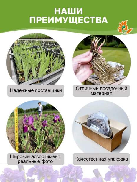Ирис Найт Кисс (бородатый) 
