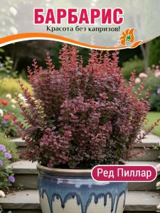 Барбарис Ред Пиллар (Тунберга) Барбарис Ред Пиллар (Тунберга)
