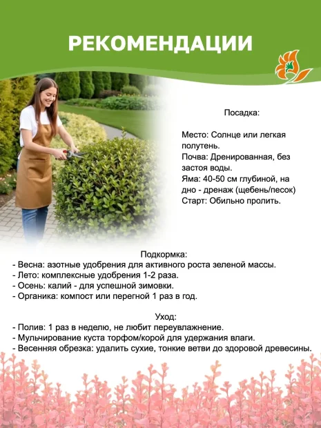 Барбарис Ред Пиллар (Тунберга) саженцы 