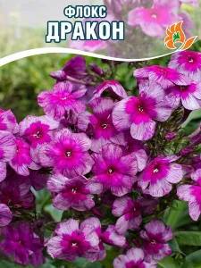 Флокс Дракон Флокс Дракон
