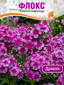 Флокс Дракон