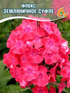 Флокс Земляничное суфле Флокс Земляничное суфле