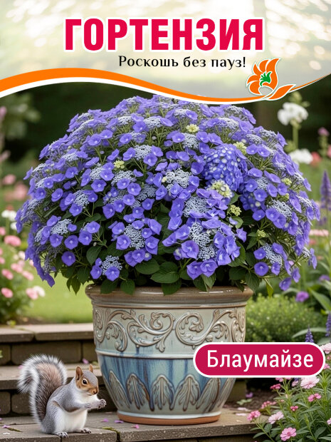 Гортензия Блаумайзе (крупнолистная) саженцы 