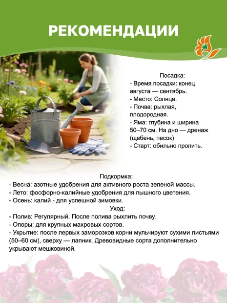 Пион Паула Фей (травянистый) 