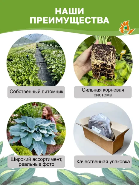 Хоста Оранж Мармелад