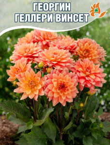 Георгин Геллери Винсент (низкорослый) Георгин Геллери Винсент (низкорослый)