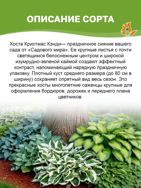Хоста Кристмас Кэнди