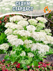 Седум Стардаст Седум Стардаст