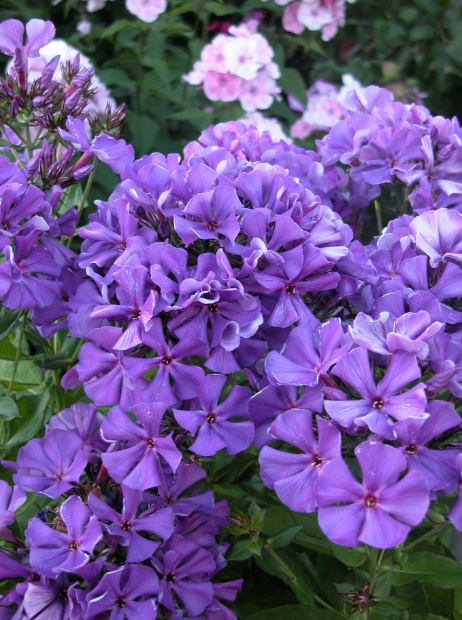 Флокс Полина