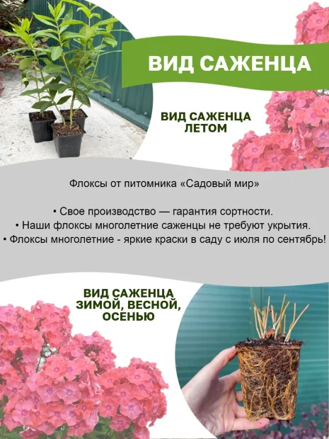 Флокс Голубые Кристаллы