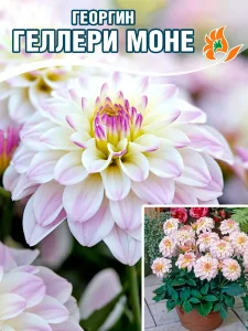 Георгин Геллери Моне (низкорослый) Георгин Геллери Моне (низкорослый)