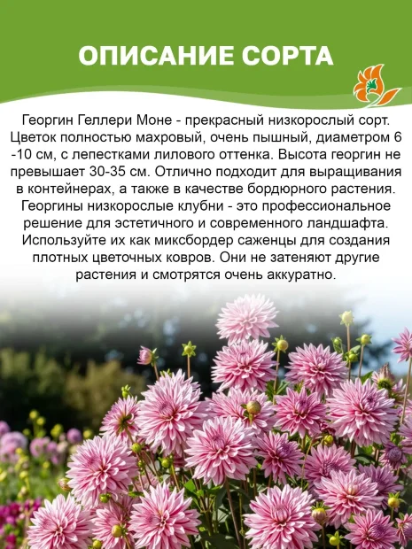 Георгин Геллери Моне (низкорослый)