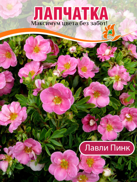 Лапчатка Лавли Пинк (кустарниковая) саженцы 