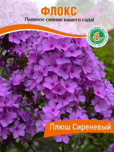 Флокс Плюш Сиреневый
