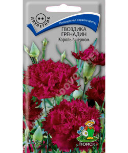 Гвоздика гренадин Король в чёрном Гвоздика гренадин Король в чёрном