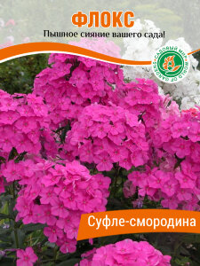 Флокс Суфле-Смородина Флокс Суфле-Смородина