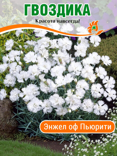 Гвоздика Энжел оф Пьюрити, перистая