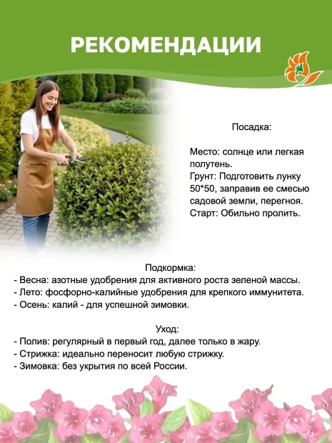 Пузыреплодник Диаболо (калинолистный) саженцы 