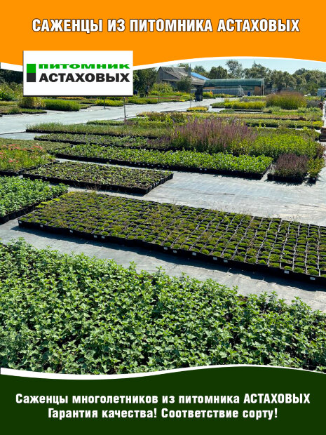 Гвоздика Роуз Кварц, гратианополитанская