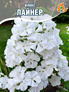 Флокс Лайнер (Р9) Флокс Лайнер (Р9)