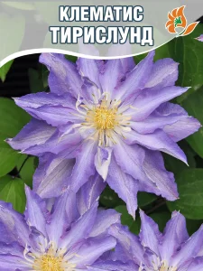 Клематис Тирислунд (крупноцветковый) 