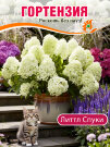 Гортензия Литтл Спуки (метельчатая) Гортензия Литтл Спуки (метельчатая)