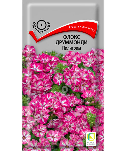 Флокс Пилигрим (друммонда) семена