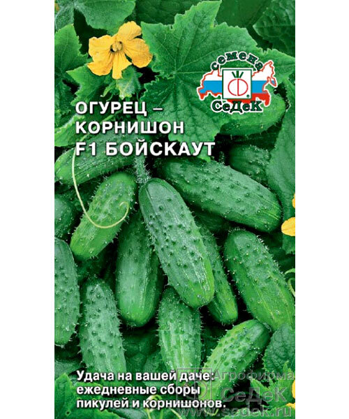 Огурец Бойскаут F1 семена 