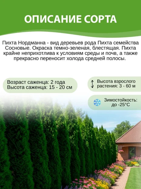Пихта Нордманна (кавказская)