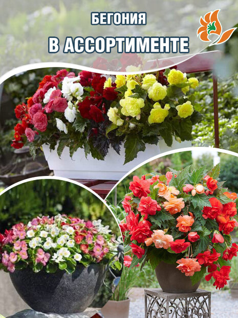 Бегония в ассортименте (Р9)