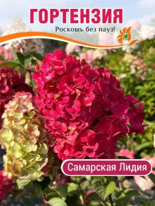 Гортензия Самарская Лидия (метельчатая)