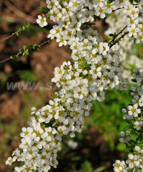 Спирея Грефшейм (серая) саженцы 