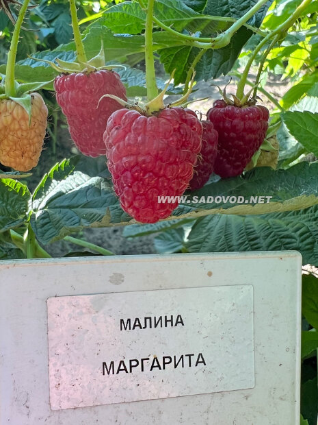 Малина Маргарита (ремонтантная) саженцы 