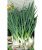 Лук батун Русский зимний семена 