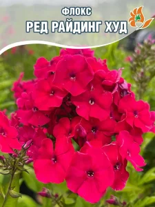 Флокс Ред Райдинг Худ Флокс Ред Райдинг Худ