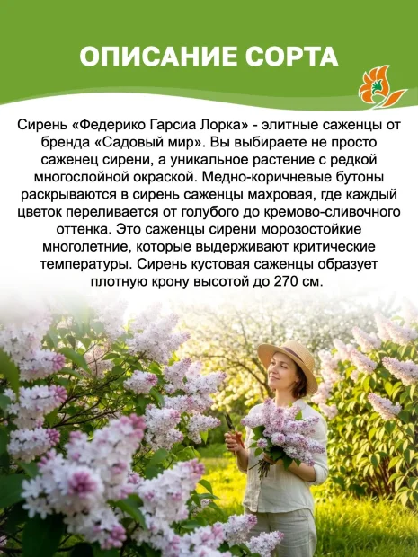 Сирень Федерико Гарсиа Лорка (обыкновенная) саженцы 