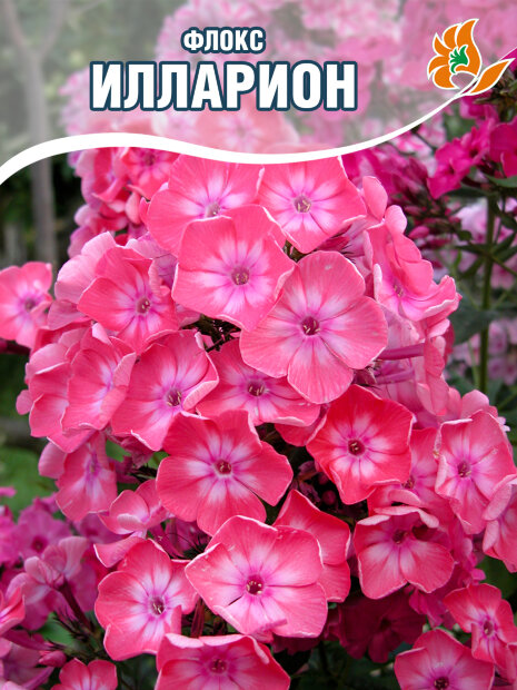 Флокс Илларион