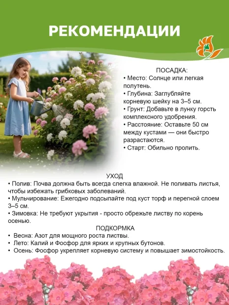Флокс Илларион