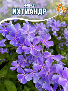 Флокс Ихтиандр Флокс Ихтиандр