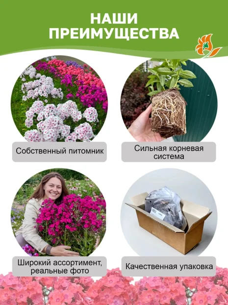 Флокс Ихтиандр