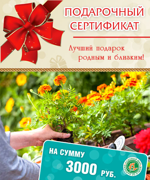 Подарочный сертификат на сумму 3000 руб