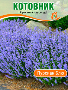 Котовник Пурсиан Блю, Фассена