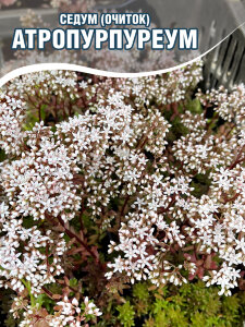 Седум (очиток) Атропурпуреум белый Седум (очиток) Атропурпуреум белый