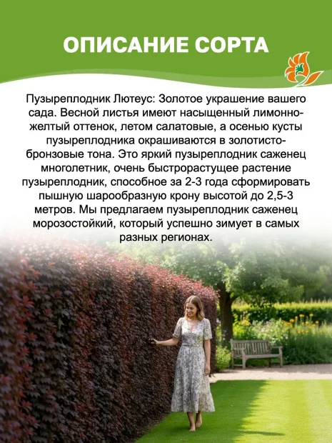 Пузыреплодник Лютеус (калинолистный)  саженцы 