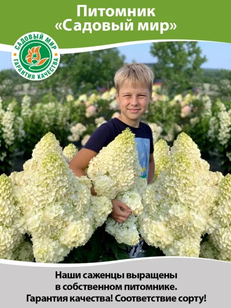 Пузыреплодник Лютеус (калинолистный)  саженцы 